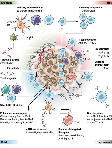 advances in immunotherapy for cancer treatment.